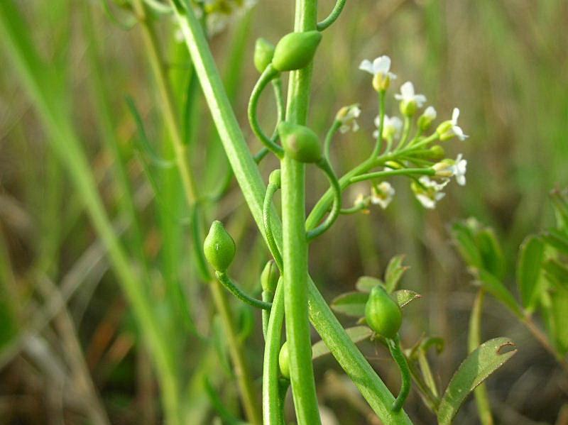 Calepina irregularis / Miagro rostellato